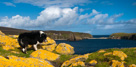 Fair Isle