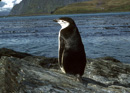 South Georgia
